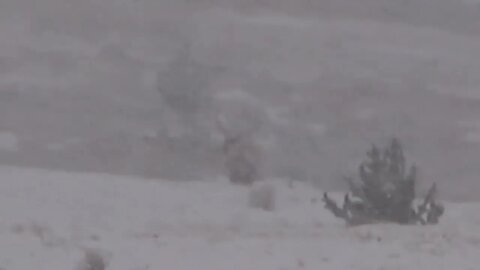 BULL ELK IN A SNOWSTORM!