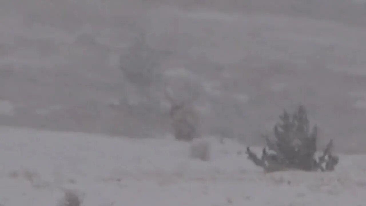 BULL ELK IN A SNOWSTORM!