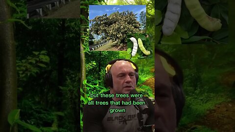 Is the amazon rainforest jungle man-made? Joe Rogan & Forrest Galante