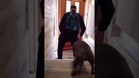 Soo funny 😂❤️ | #shorts | #viral | #trending | #funnydogs