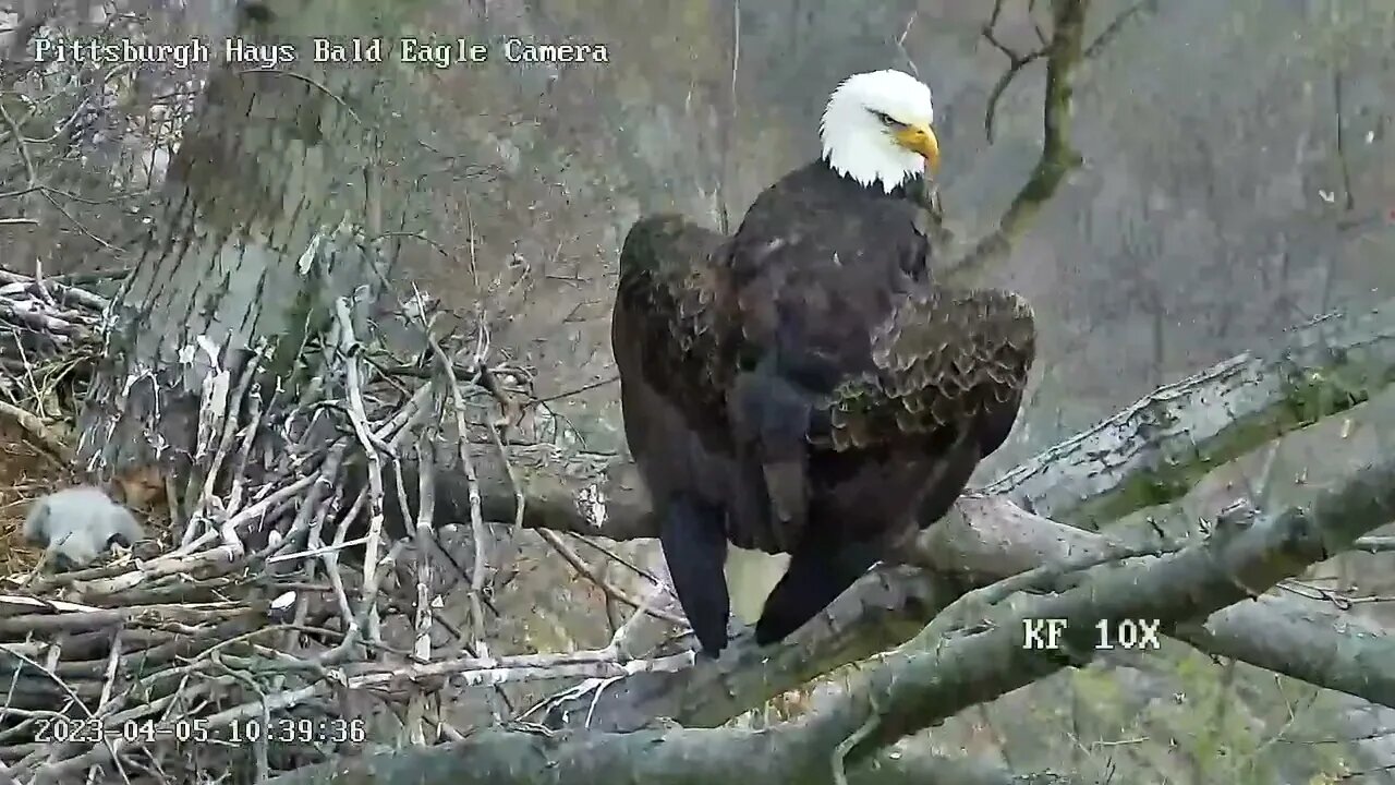 Hays Eagles Mom Heraldic Pose H19 H20 on the Nest 4.5.23 10:38am