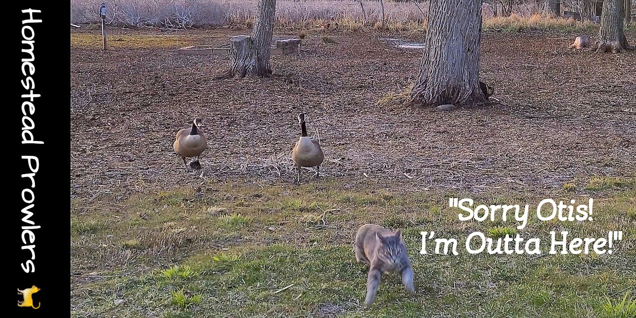 Homestead Cats Cautiously Navigate Geese Invasion