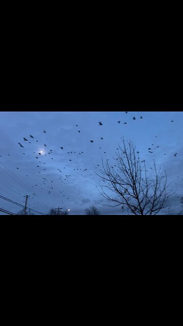 Huge Murder of Crows Swarming in Canada