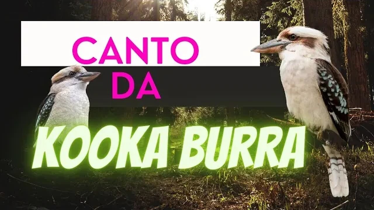 Canto da kookaburra 🎶🎶🎶