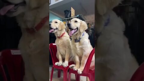 Here’s Jayla!!! #shorts #golden #Tiktok #animals