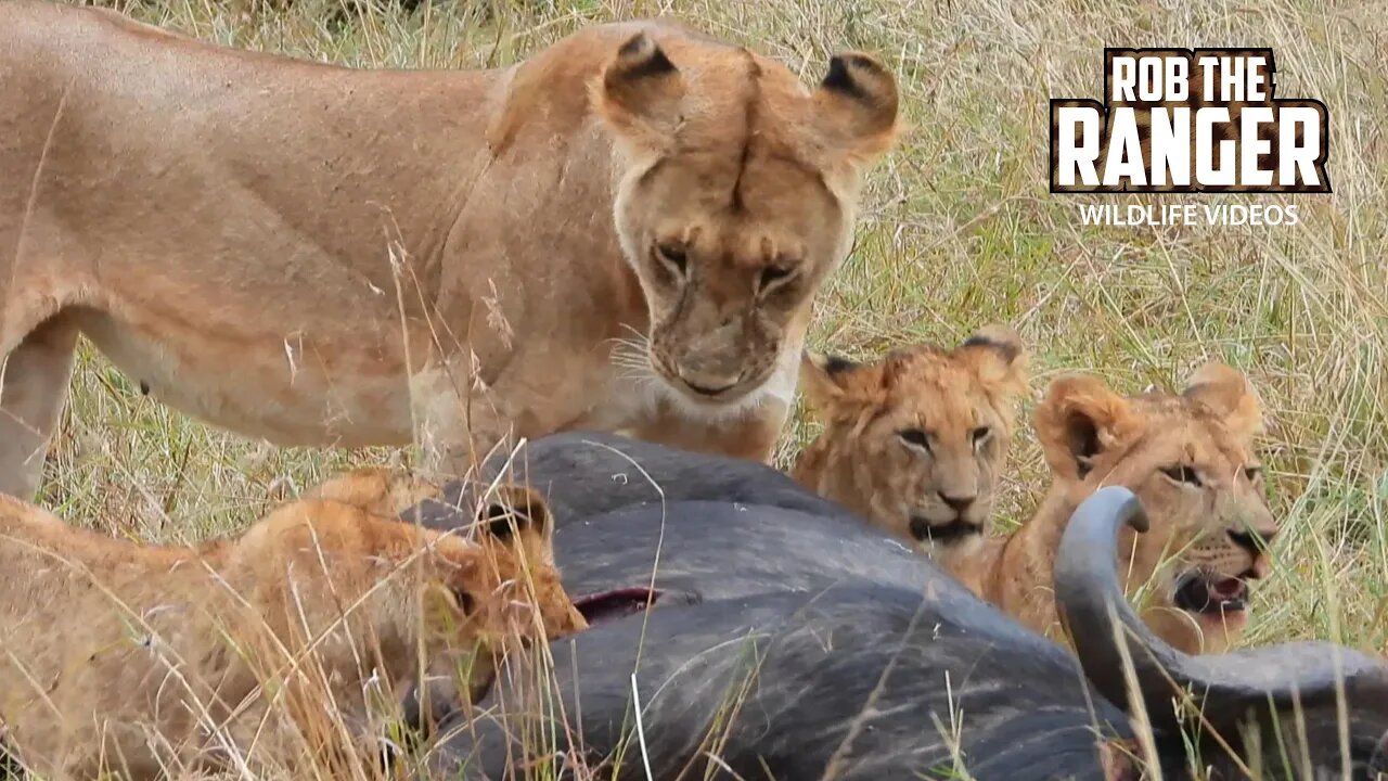 Lion Pride With A Buffalo Meal | Lalashe Maasai Mara Safari