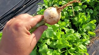 Full 1/4 Acre Garden Tour - June 2023
