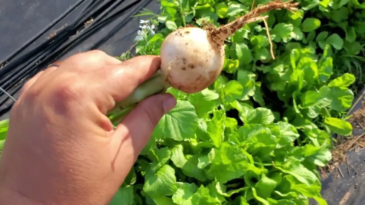 Full 1/4 Acre Garden Tour - June 2023