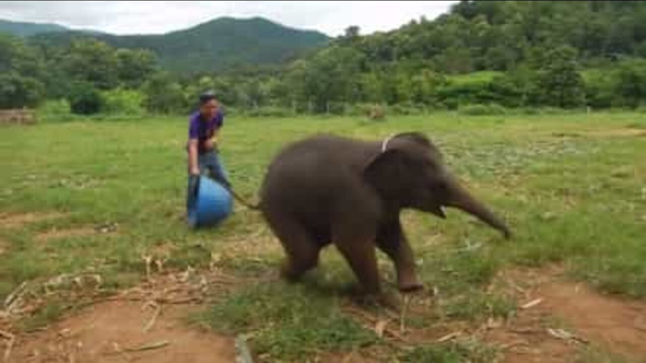 Avete mai sentito la risata di un elefante?