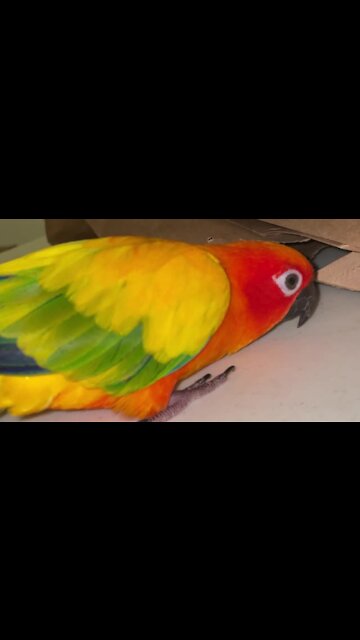 Super excited parrot dances and honks for groceries