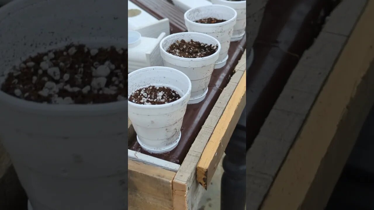 French Cleat System For Hanging Downspout Hydroponic System #hydroponics #kratky #shorts #seeds