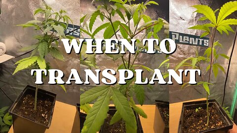 When To Transplant