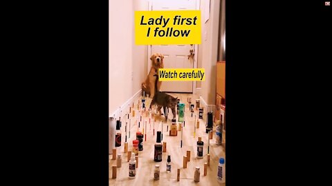 Lady first, I follow- cute/Intelligent puppy and cat