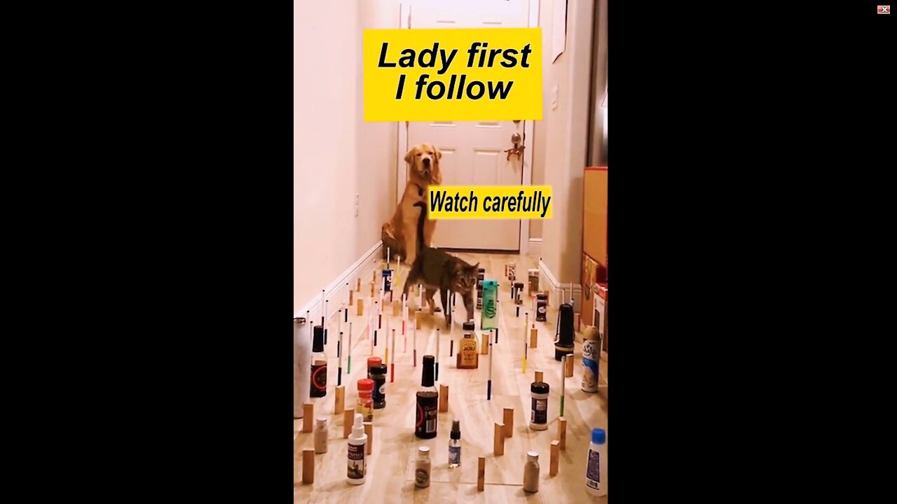 Lady first, I follow- cute/Intelligent puppy and cat
