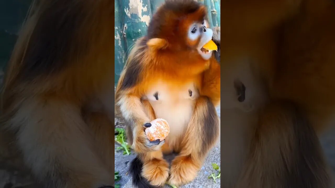 Monkey eats oranges #shorts #youtubeshorts #animals #monkey