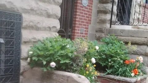 Lightly Raining ASMR In Philly Philadelphia Walks PTSD