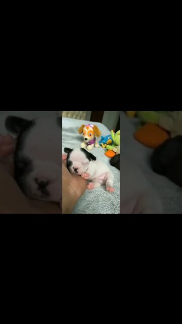 Do you love me. I know you love me..?❤️🐶 #shorts