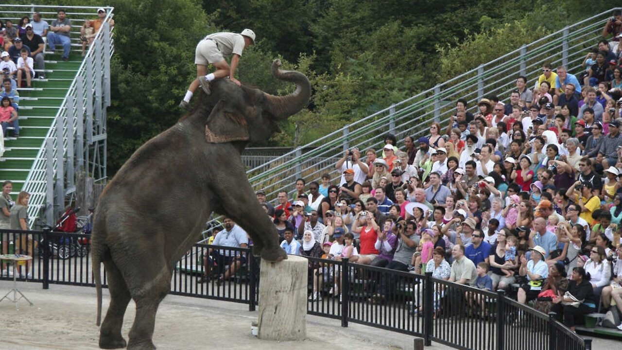 An Ontario Zoo Was Just Named The Worst In North America For Treatment Of Elephants