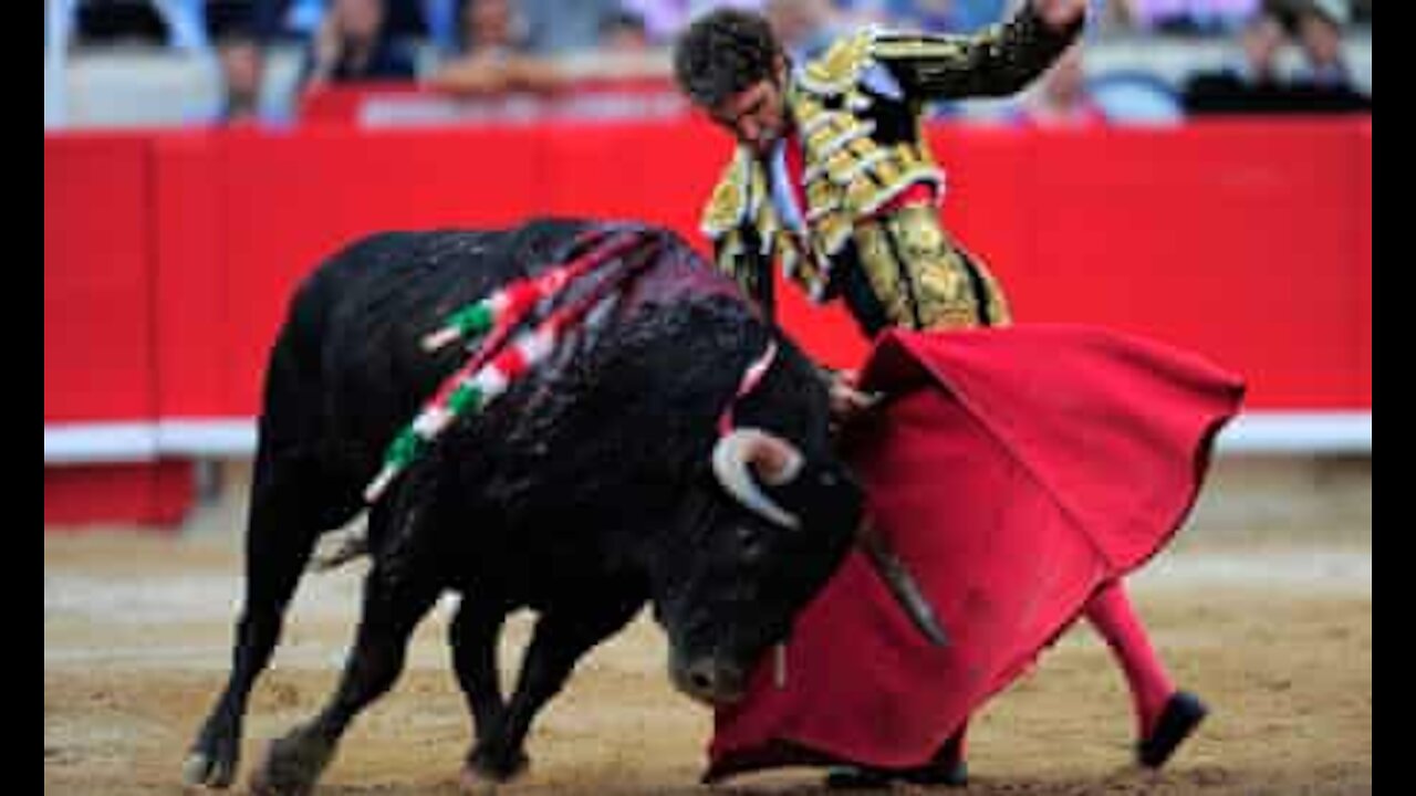 World Best BULL Festival funny videos 2021fighting festival f crazy bull fails