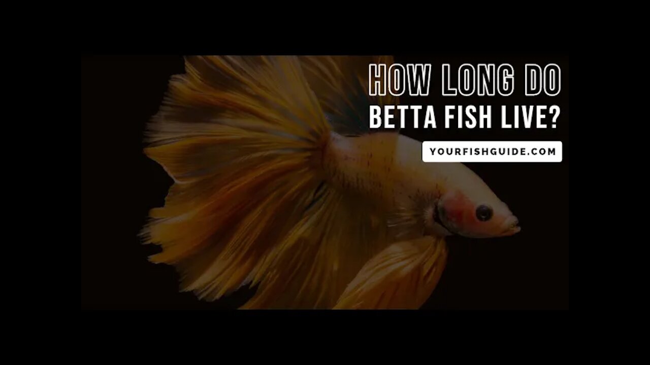 How Long Do Betta Fish Live? ~ Educational ~ Things To Know: Life-span Of Male & Female Betta