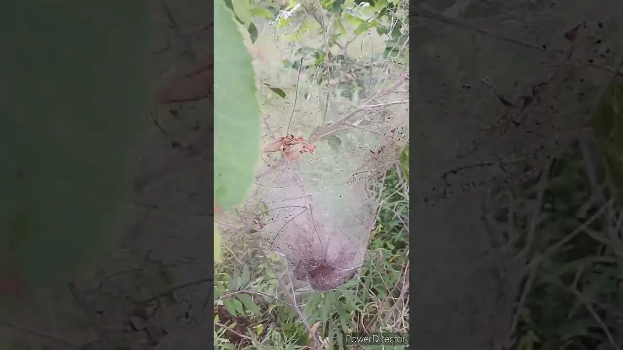 I SEEN THESE SPIDERWEBS ON MY WALK TODAY