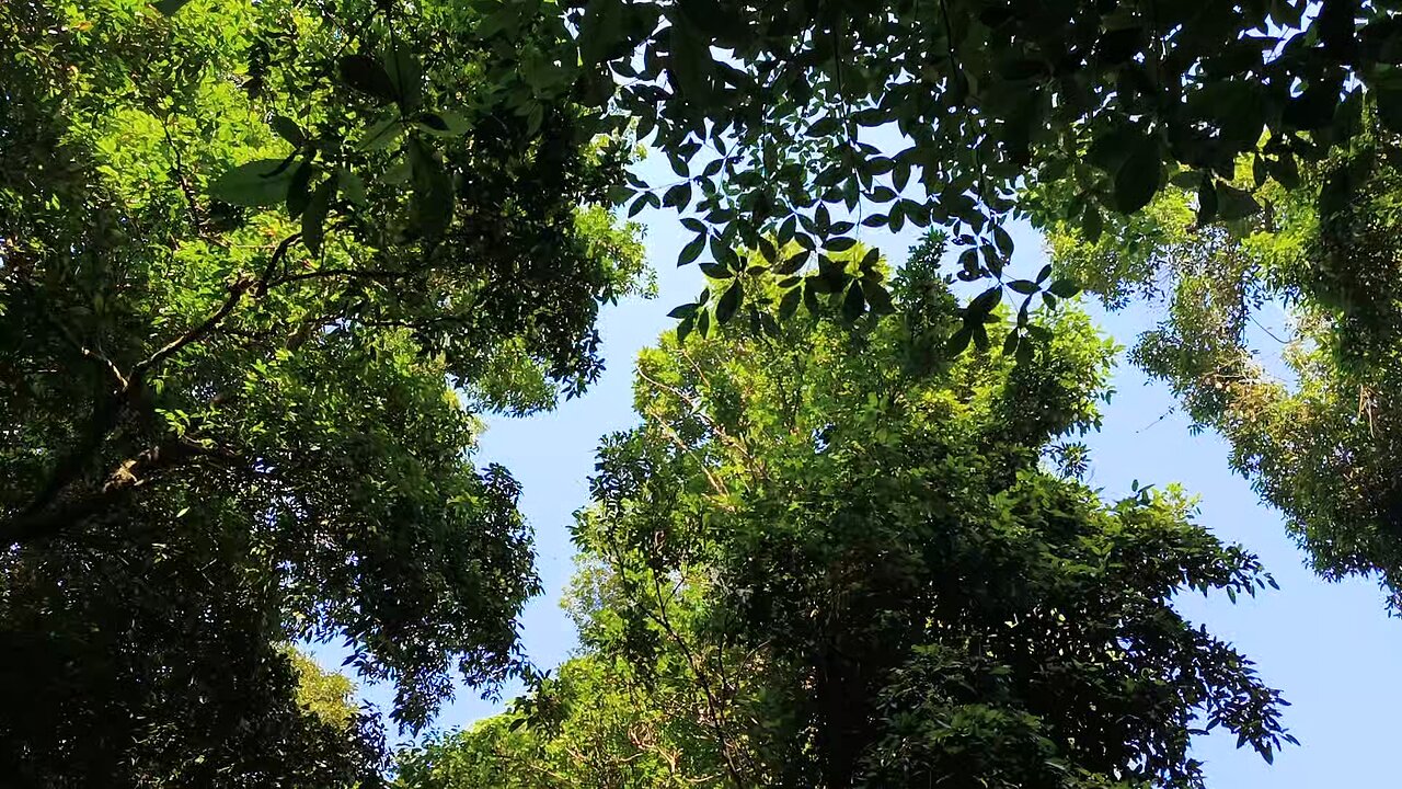 Beautiful Nature