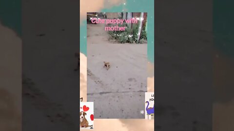 Cute 🐶 puppy with mother 🐕,#Shorts,#puppy,#animalloverworldmother dog and cute puppies,#mother dog