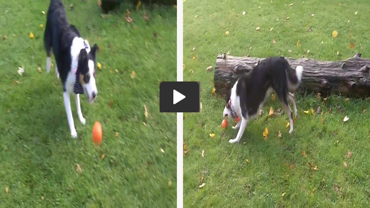 Dog enthusiastically / Jupiter Jack Border Collie babe