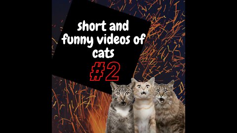 Os Vídeos Mais Engraçados de Gatos da Internet [shorts] # ​​02