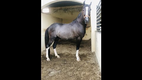 Desi horses of pakistan 🐎🐎