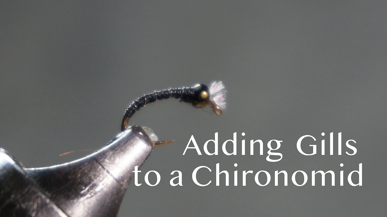 Adding Gills to a Chironomid Pupa