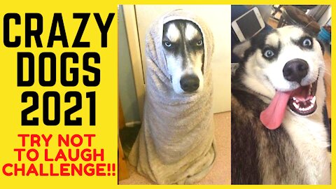 WEIRDEST & CRAZIEST DOGS OF 2021- TRY NOT TO LAUGH CHALLENGE