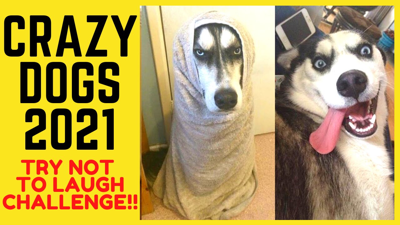 WEIRDEST & CRAZIEST DOGS OF 2021- TRY NOT TO LAUGH CHALLENGE