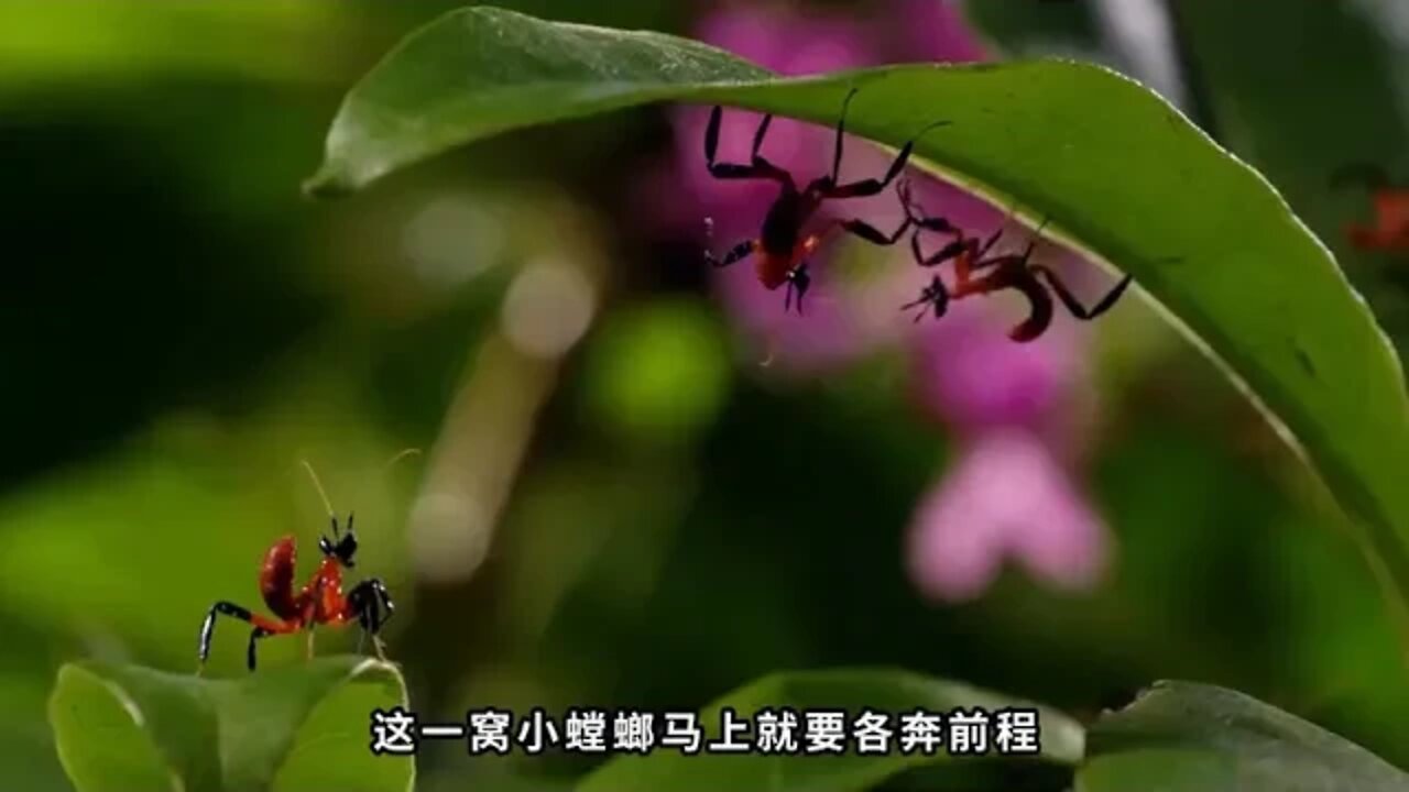The wonderful story of life in the animal kingdom. The mating game is mixed with violence
