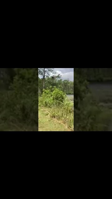 The living room and let me show u the kitchen #vanlife #nature #forest #shorts