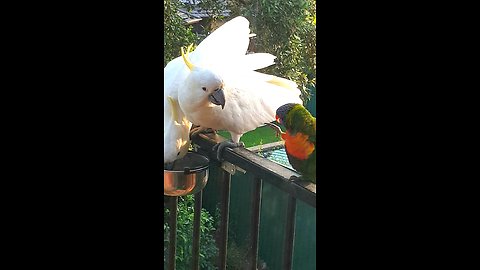 "Excuse me! That food bowl is MINE!"