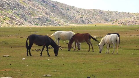 Wild horse is one of the most valuable wild animal in the world12