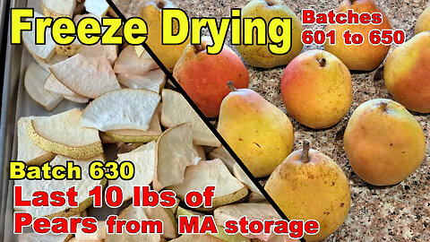 Batch 630 - Freeze Drying the Final Batch (10 lbs) of Comice Pears from Modified Atmosphere Storage