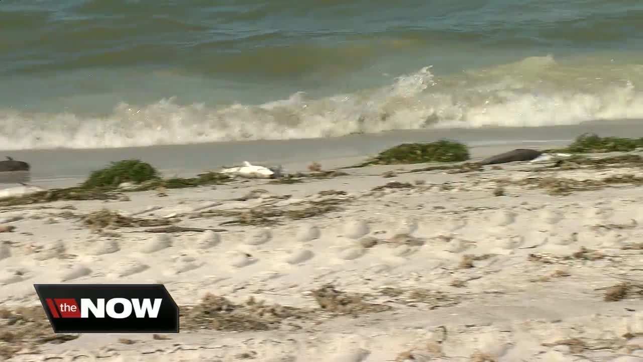 More dead fish reported along Pinellas County beaches