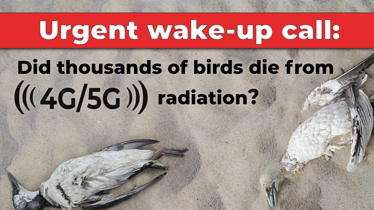 Urgent wake-up call: Did thousands of birds die from 4G/5G radiation? | www.kla.tv/23536