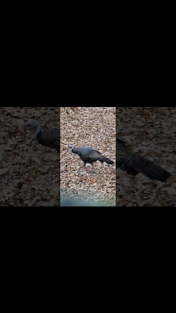 Turkeys walking in the woods #shorts