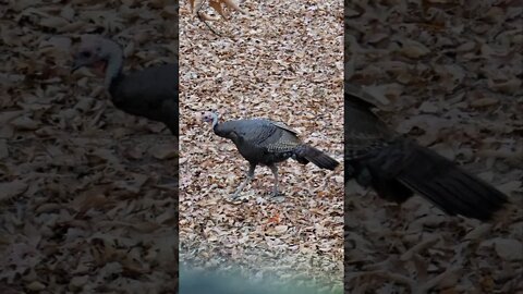 Turkeys walking in the woods #shorts