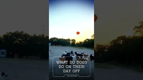 What Do Dogs Do on Their Day Off 🐕#shorts