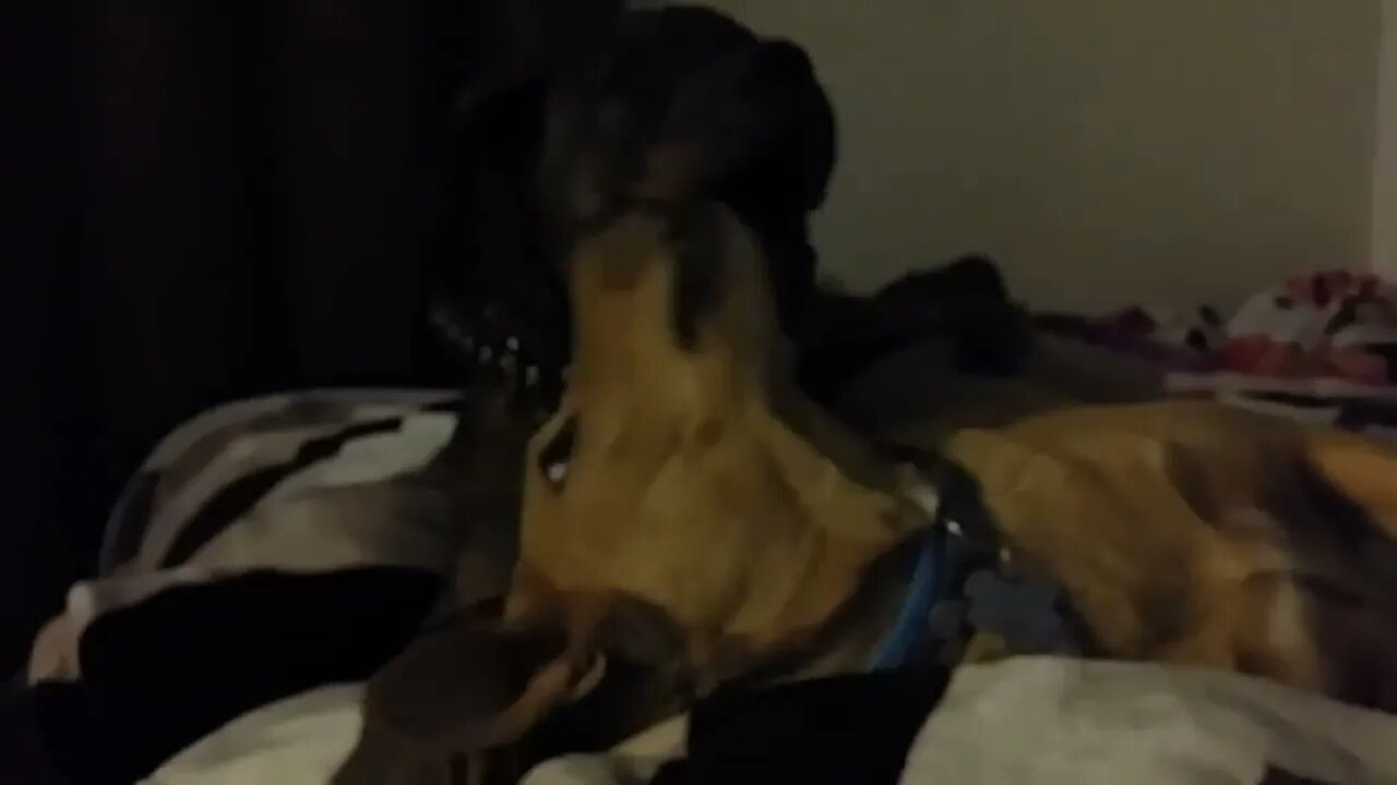 Peter and Roxie Play on Mommy's Bed