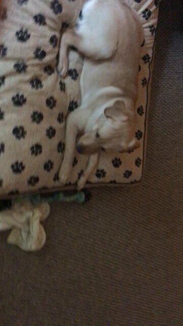 Yellow lab excited for training(place command)