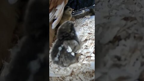 The secret lives of baby chicks
