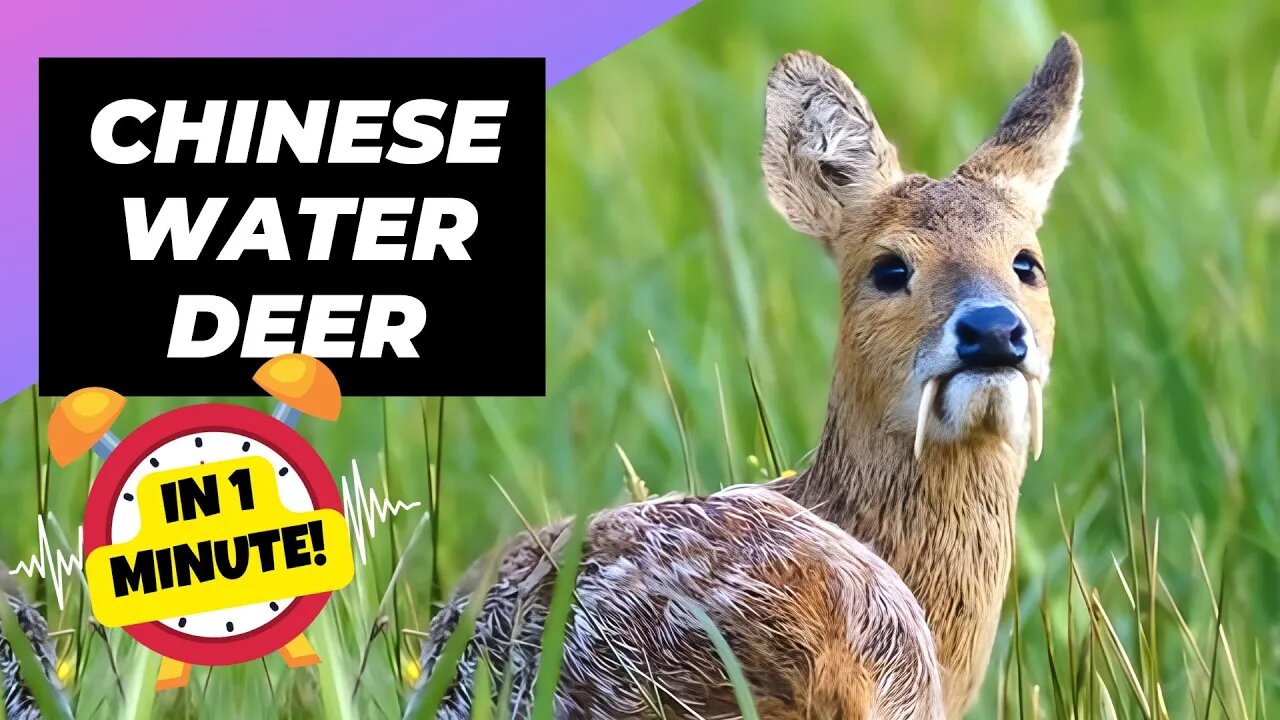 Chinese Water Deer - In 1 Minute! 🦌 One Of The Cutest And Exotic Animals In The World