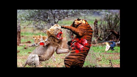 wild animal fights 2022 wild animal fights caught on camera