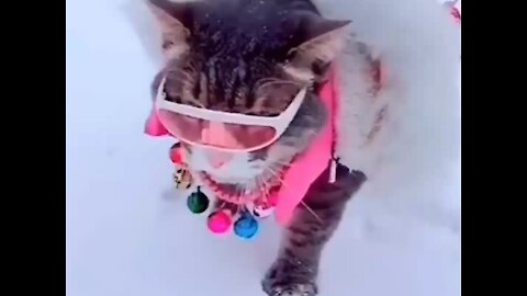 Cat enjoying in the snow | cute cat