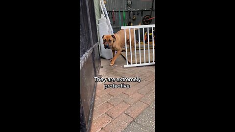 Dogs are best security system ever !